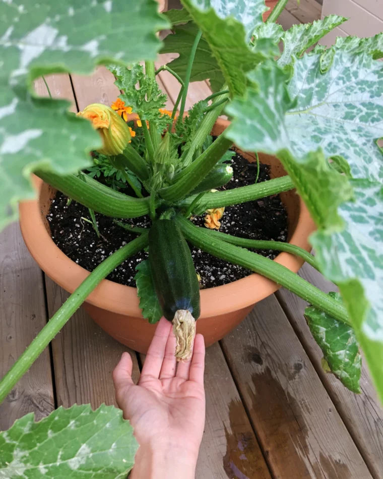 ernte zucchini im topf
