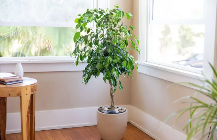 ficus benjamine luft reinigen lärm dämpfen grüne zimmerpflanze