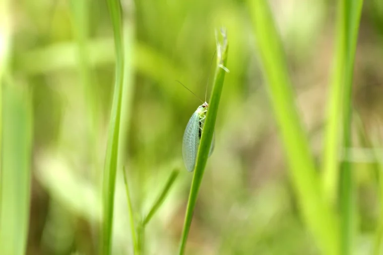 florfliegen gegen blattlaeuse ansiedeln gruener insekt auf gras