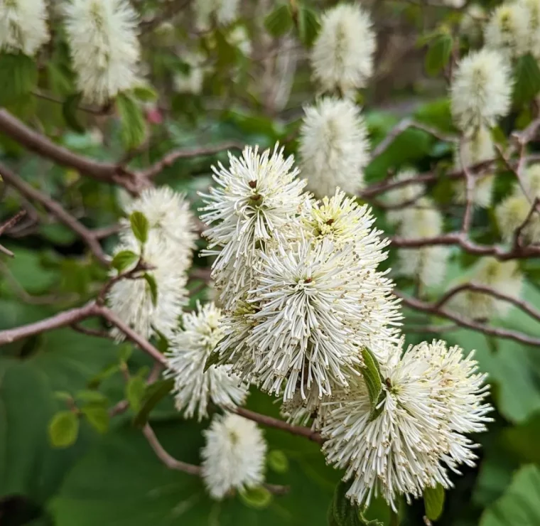 fothergilla große cremefarbene blüten mit honigduft