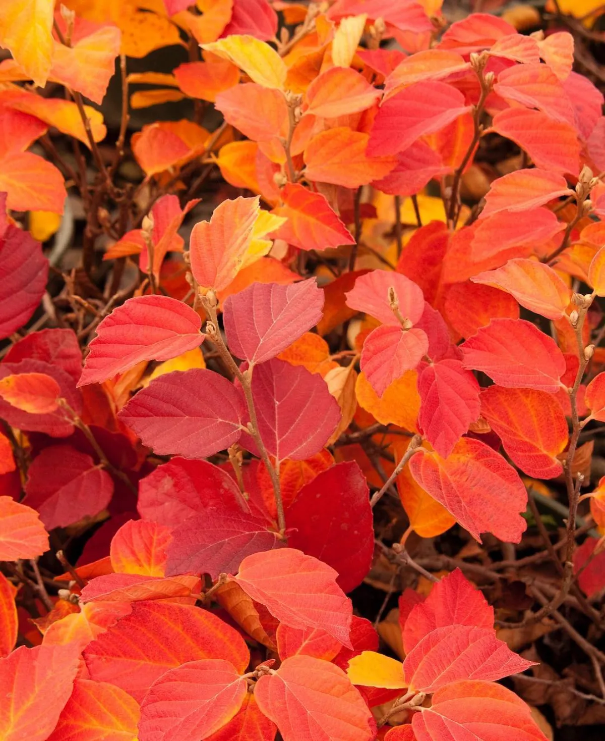 fothergilla im herbst rot gefärbte blätter