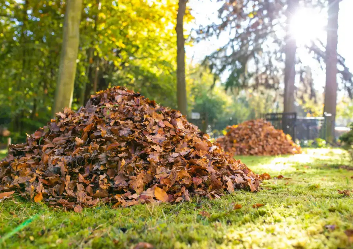 fressen tigerschnecken andere schnecken laubhafen im garten