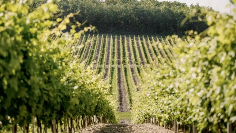 fuer profis weinbergsbegruenung und mehr