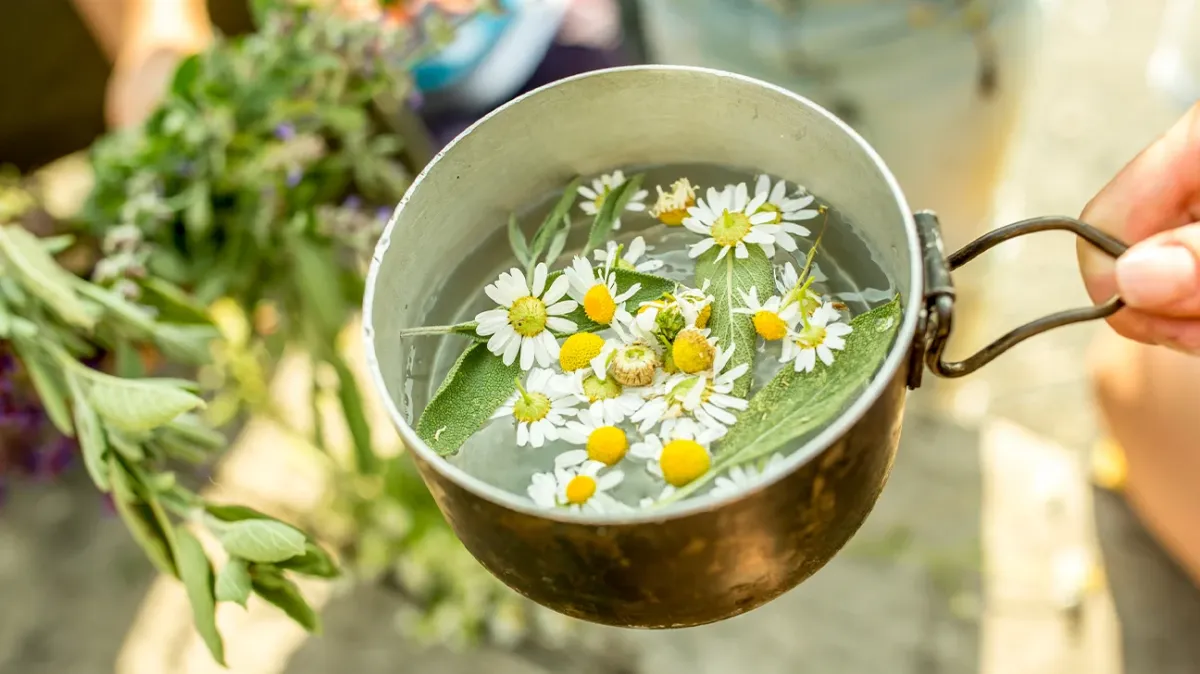 gänseblümchen abkochungen und aufgüsse normalisierung leber und nieren