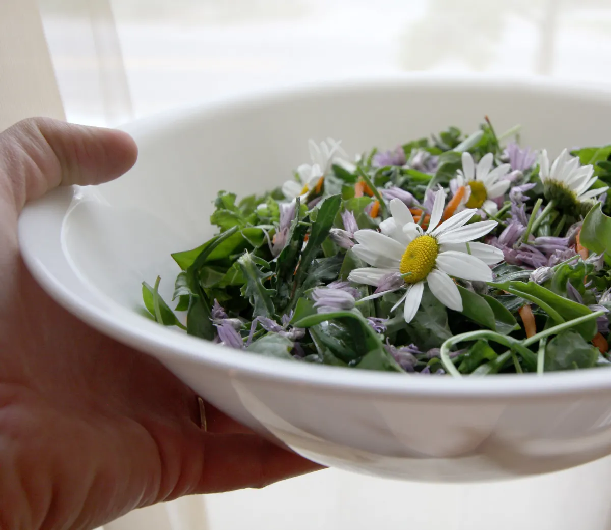 gänseblümchen essen salat mit gänsenblümchenblüten zubereiten