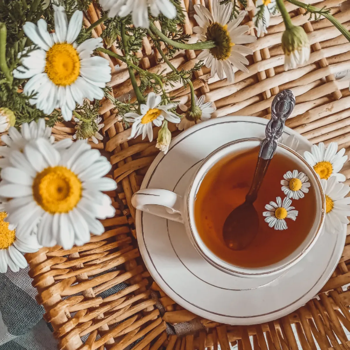 gänseblümchen tee bei erkrankungen der atemwege