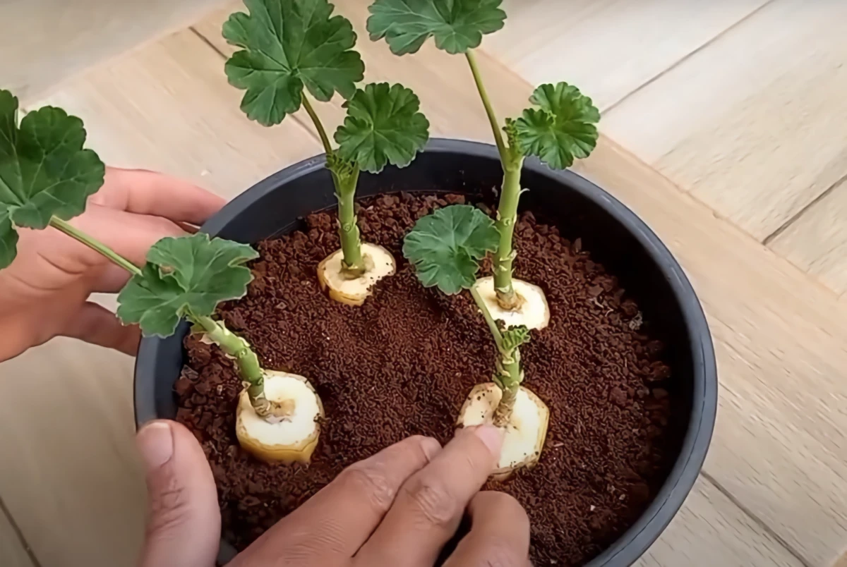 geranien mit banane ziehen Bananen-Trick fuer Pflanzen