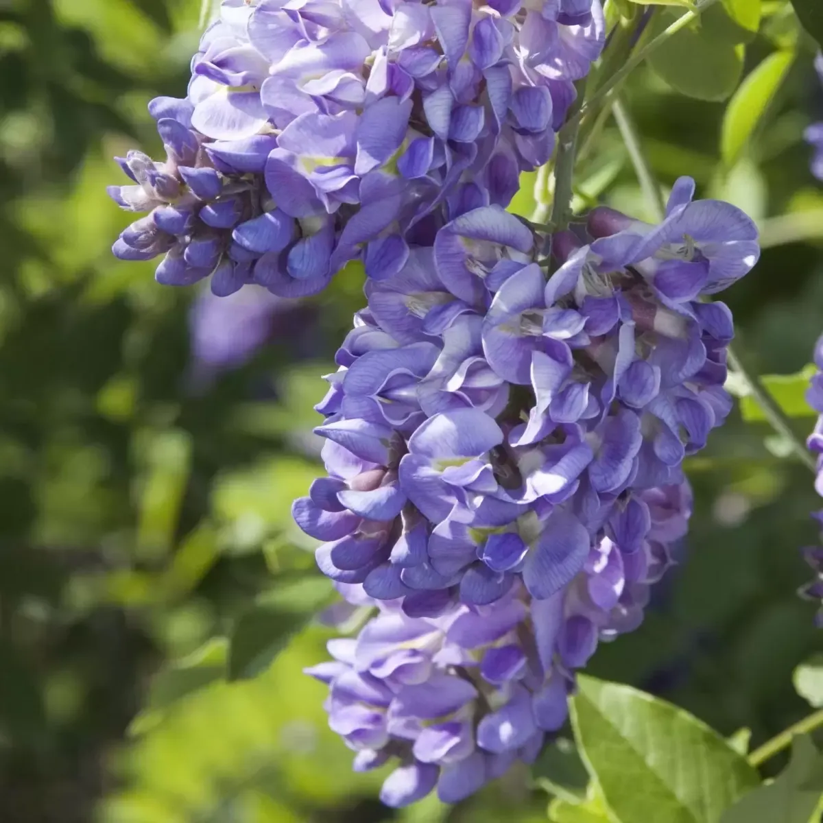 glyzinie blüten lilafarben blauregen im garten pflegen