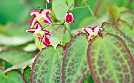 grossbluetige elfenblume epimedium grandiflorum rot