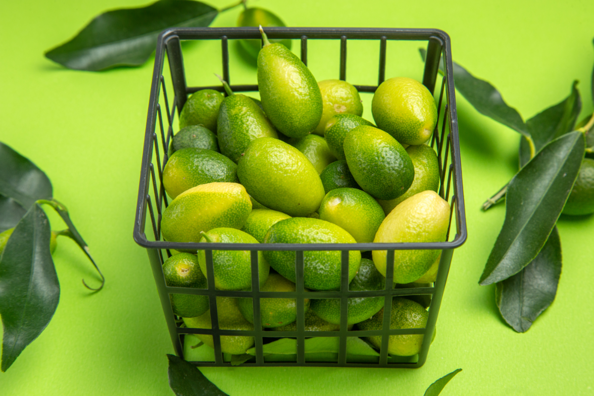 gruene frucht exotisch brotfrucht was ist das