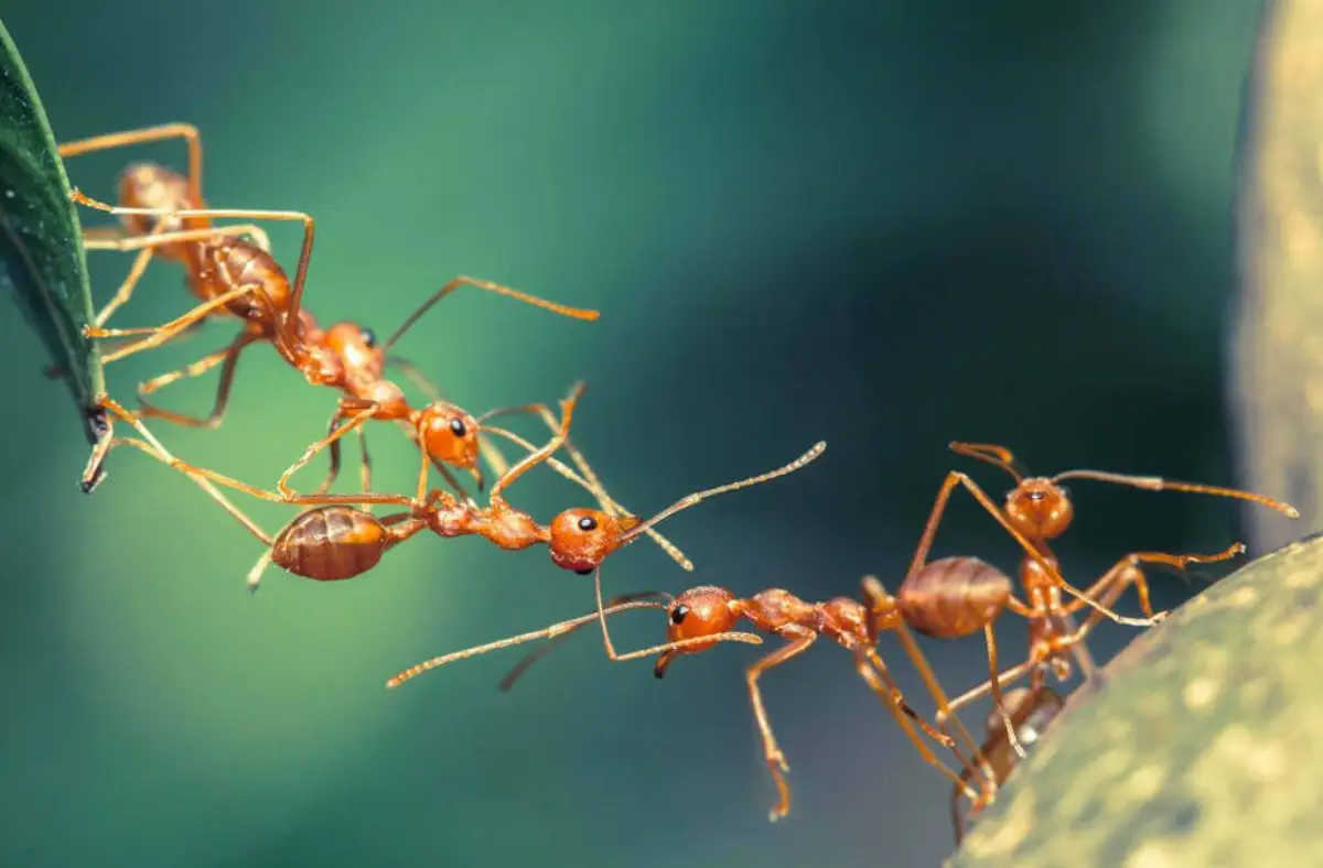 gurkenschalen gegen ameisen ameisen von nah
