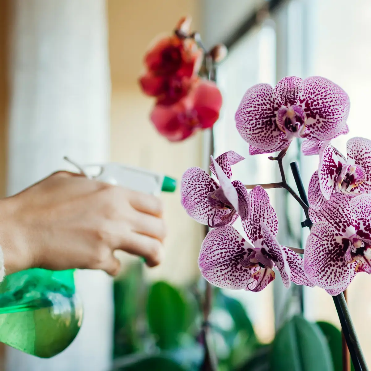 hausmittel wolllaeuse bekaempfen hortensien mann besprueht rosa orchidee gegen wolllaeuse