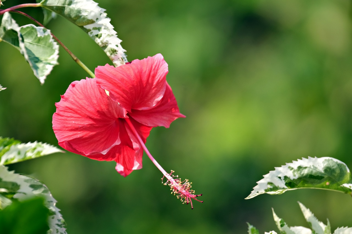 hibiskus vermehren tropische pflanze mit roter bluete