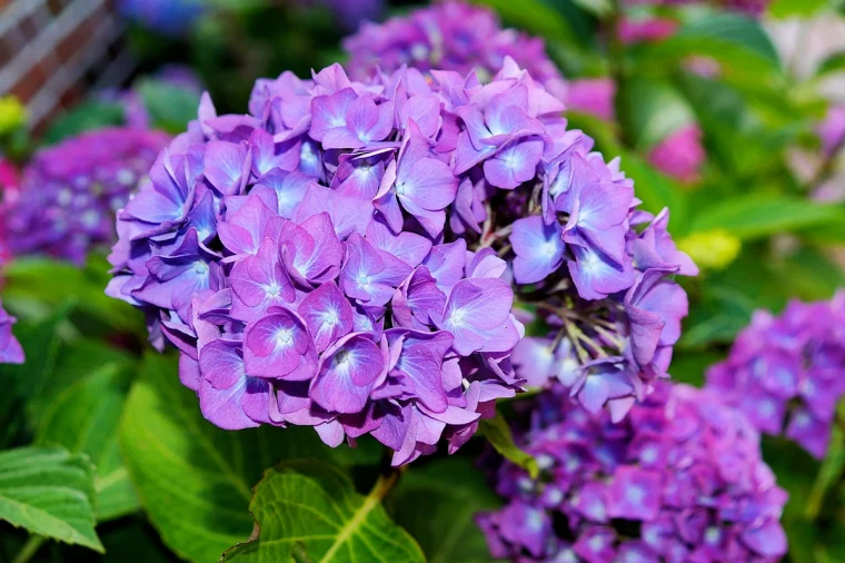 hortensie einpflanzen topf bueschel mit kleinen lila blueten