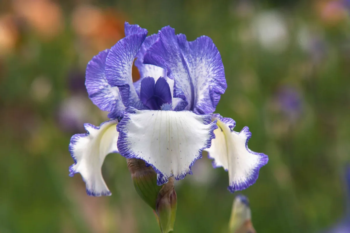 iris blüte lila und weiß schwertlilie im garten richtig pflegen