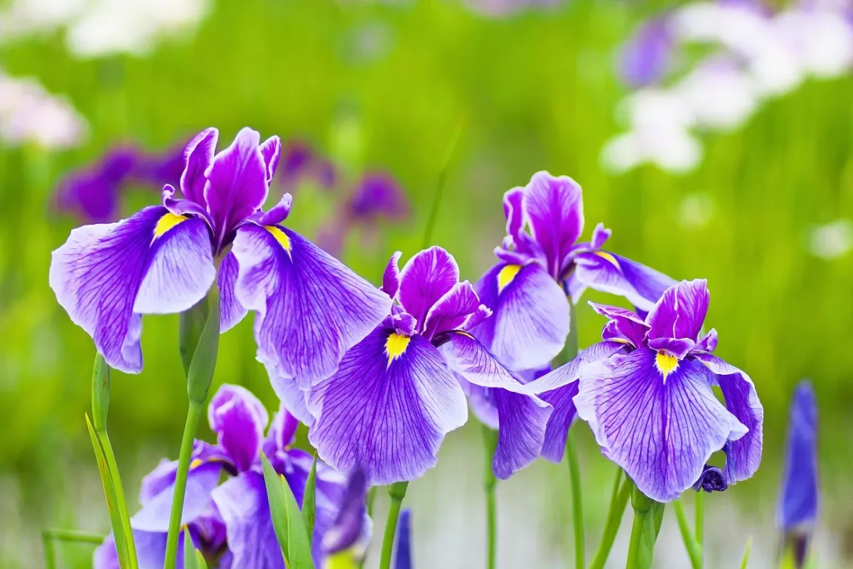 iris blüten lila violett schwertlilien blumen sommer