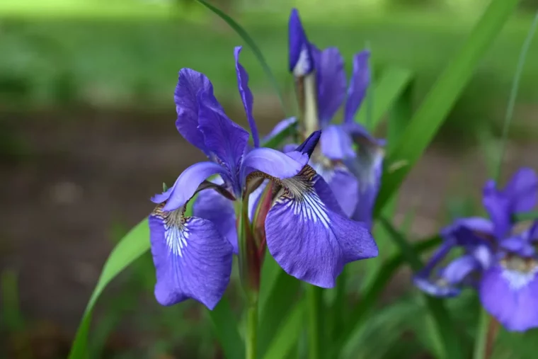 iris blüten lilafarben schwertlilien richtig pflegen