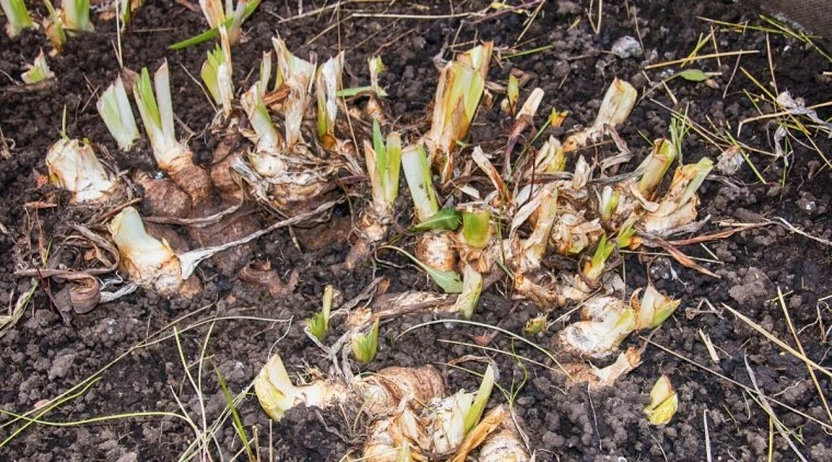 irises with cut leaves