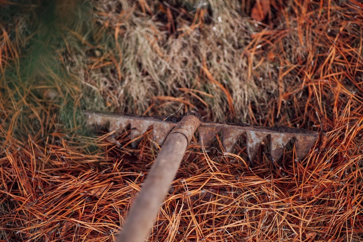 ist kiefernnadeln mulch das richtige fuer ihren garten