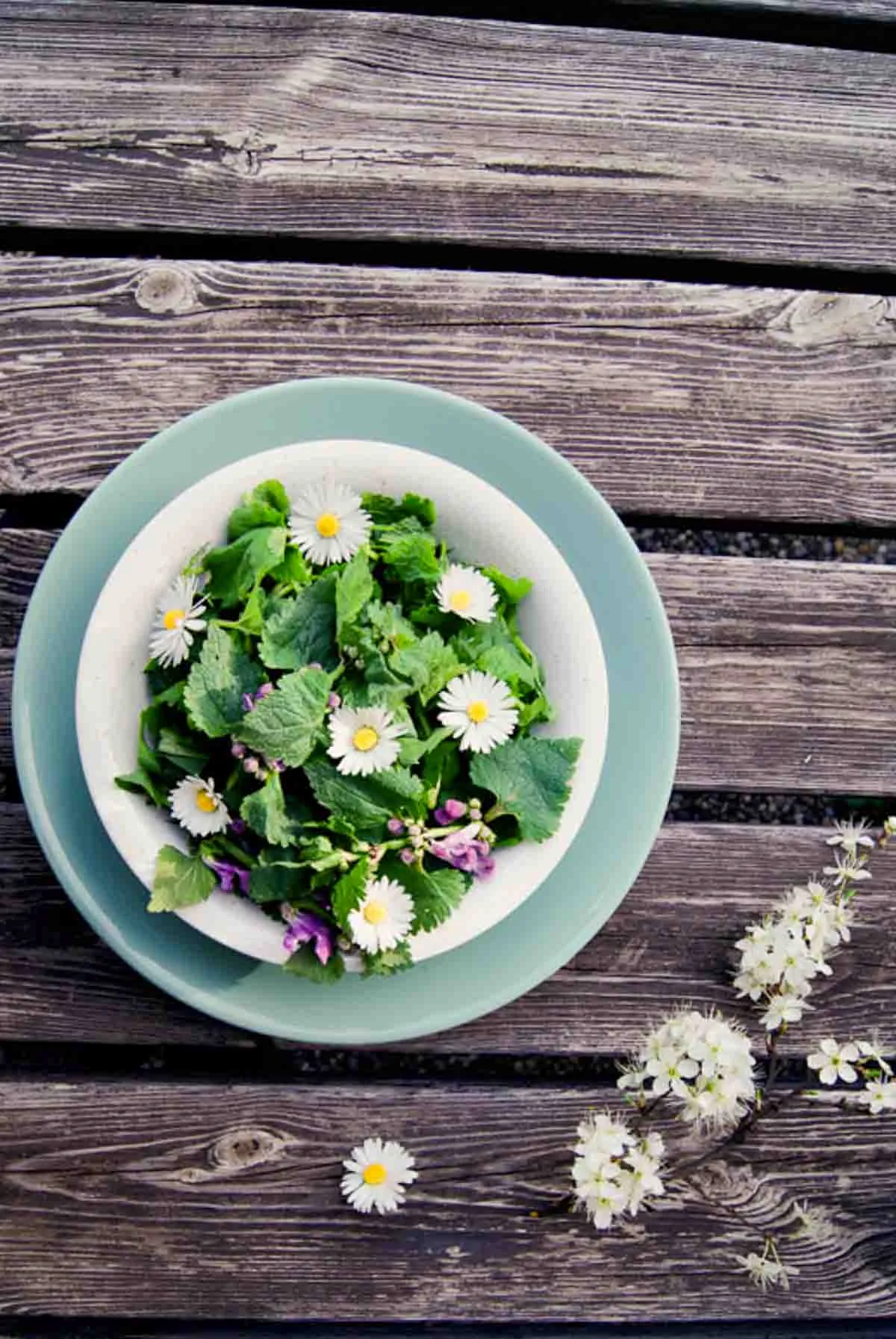 köstlichen salat zubereiten mit gänseblümchenblüten gänseblümchen essen