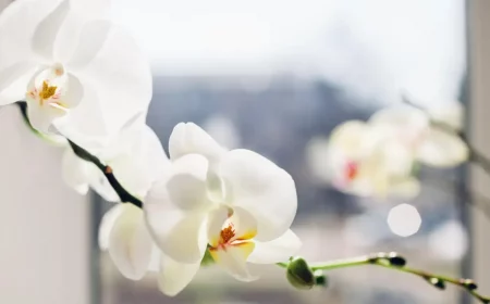 krankheiten hausmittel wolllaeuse wolllaeuse bekaempfen orchideen schaedlinge weisse orchidee am fenster