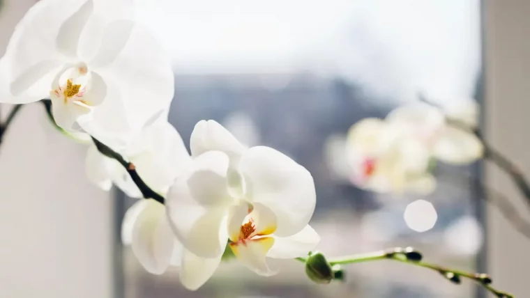 krankheiten hausmittel wolllaeuse wolllaeuse bekaempfen orchideen schaedlinge weisse orchidee am fenster