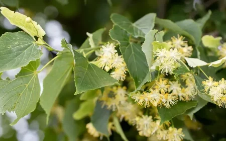 lindenbaum blüten gut für gesundheit tees abkochungen zubereiten
