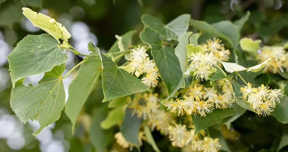 lindenbaum blüten gut für gesundheit tees abkochungen zubereiten