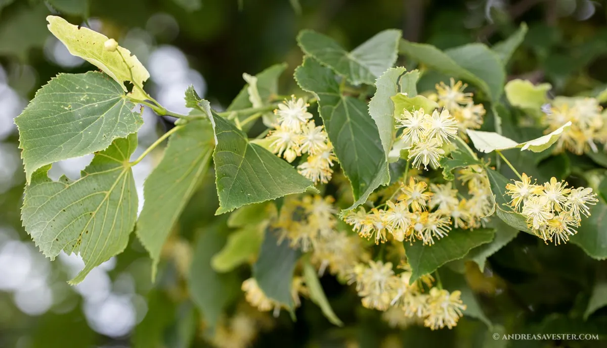 lindenbaum blüten gut für gesundheit tees abkochungen zubereiten
