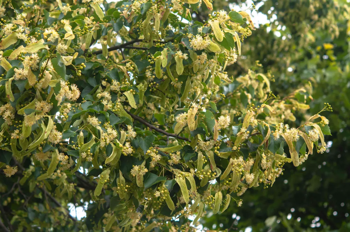 lindenbaum pflanzen boden gute dreinage sonnenlicht