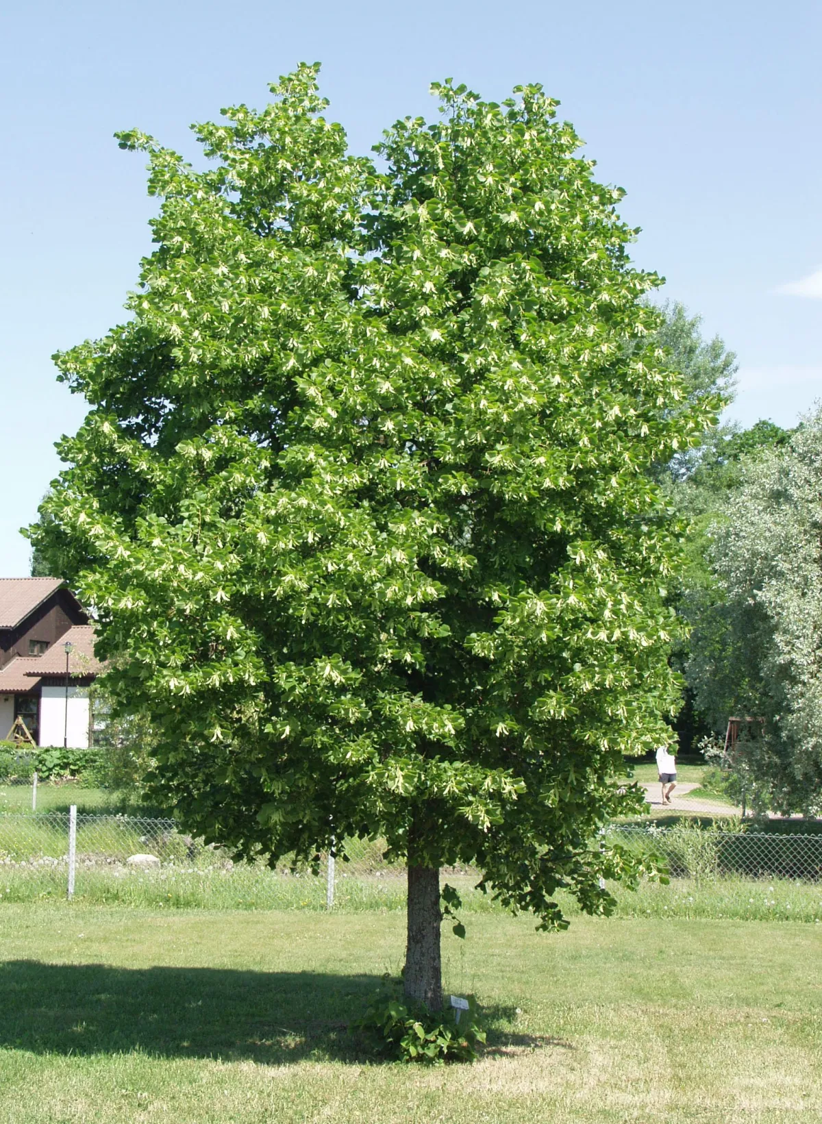 lindenbaum pflanzen richtigen standort wählen gut beleuchtet