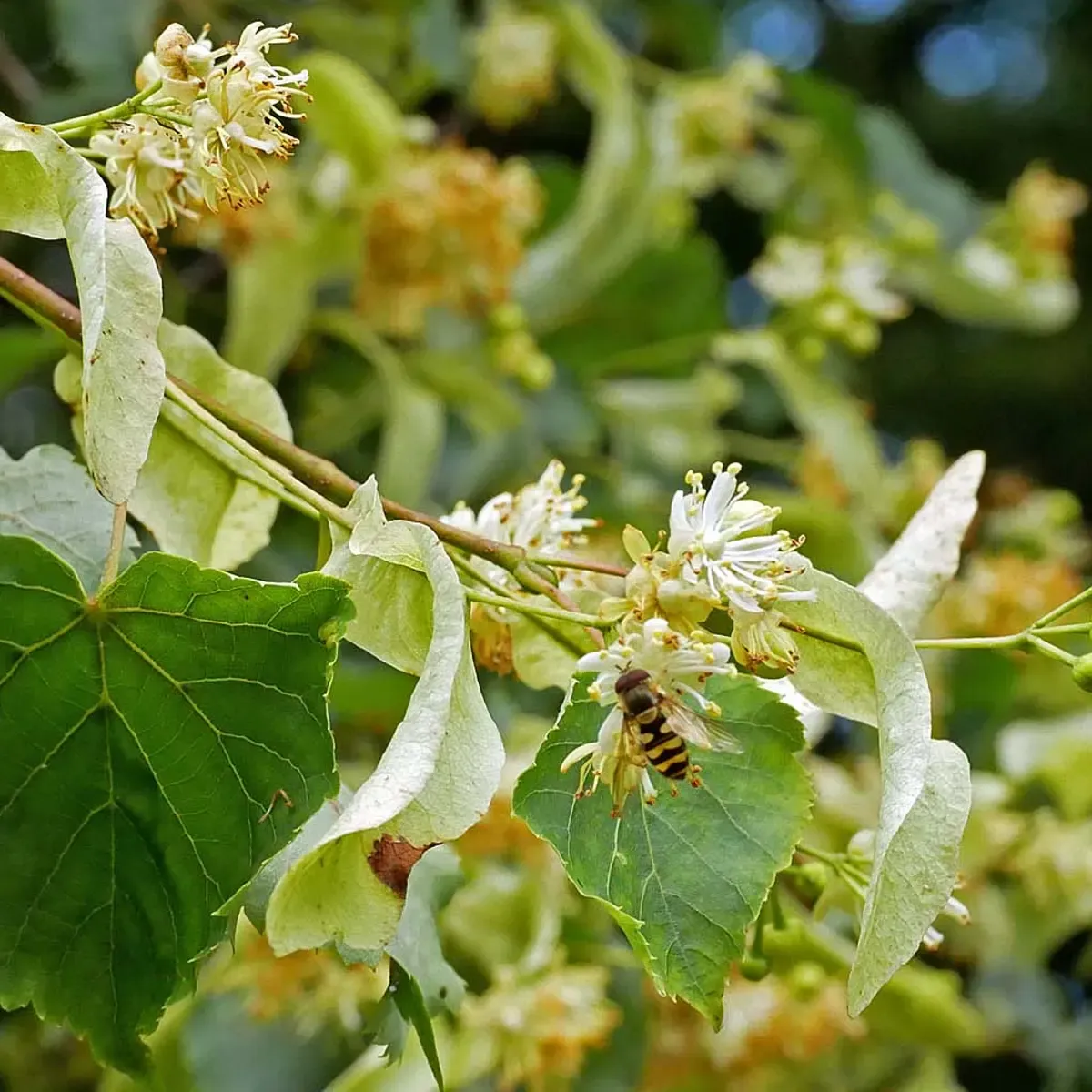 lindenbaum pflanzen und pflegen biene auf blatt blüten