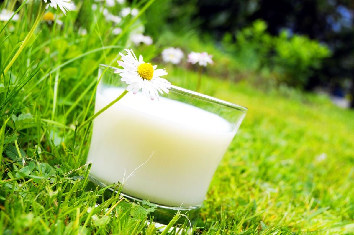 milch als duenger verwenden so geht es