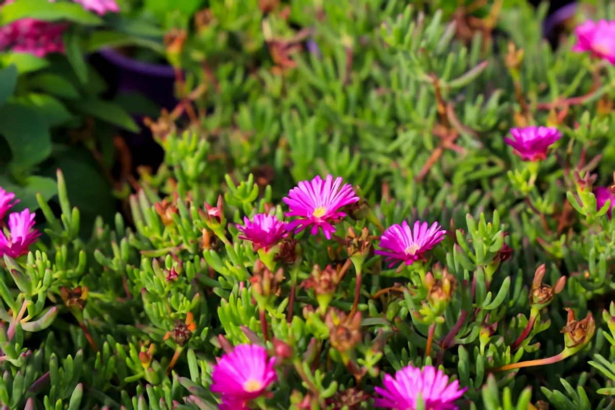 mittagsblume iskrautblume delosperma cooperi