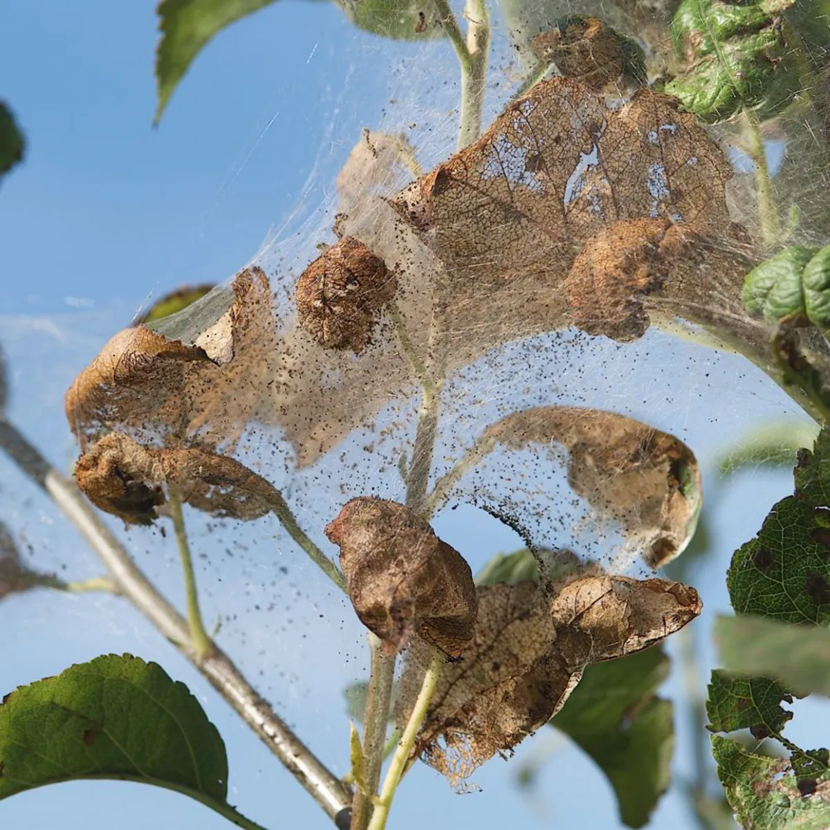 natürliche mittel gegen apfelbaum schädlinge die spinnweben machen