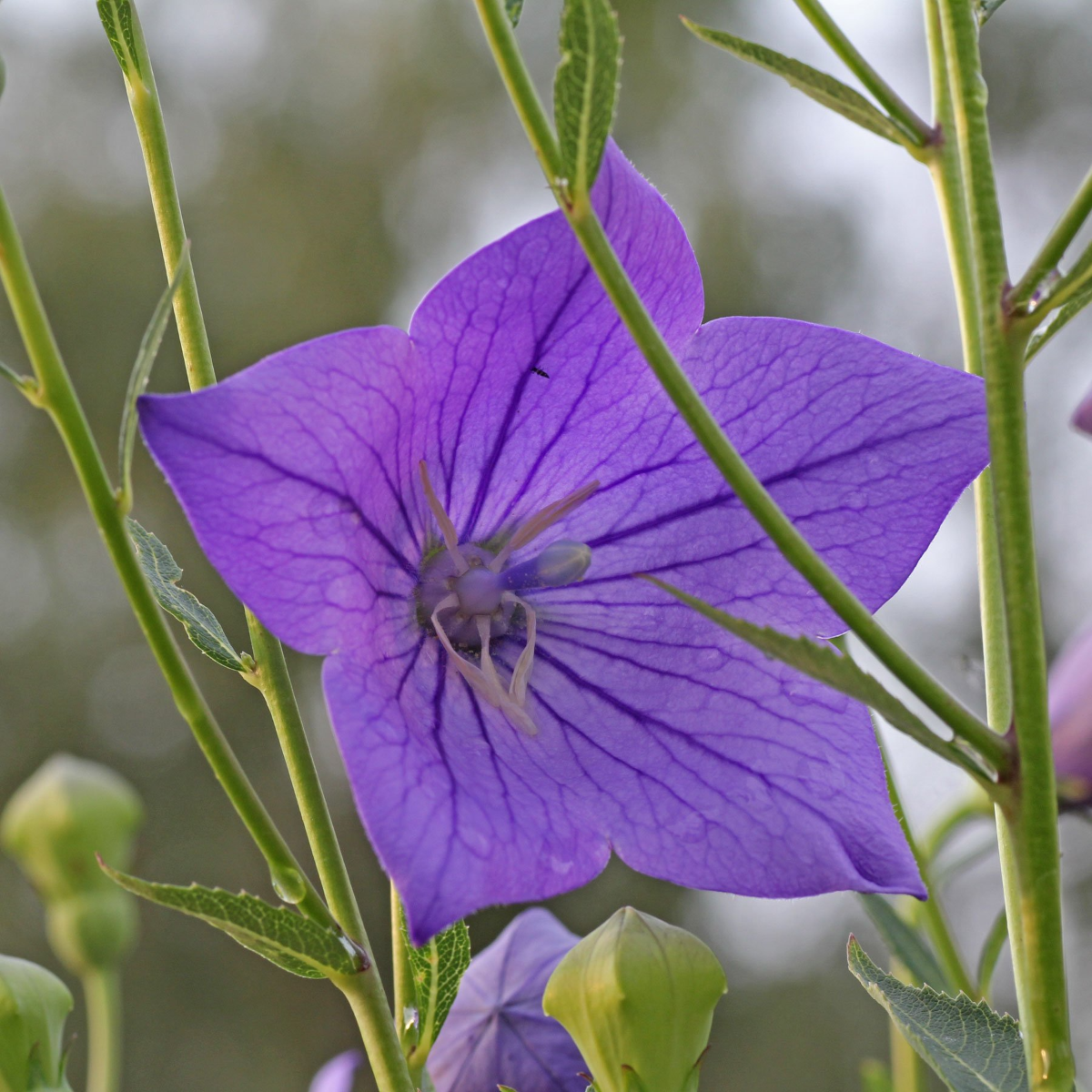 niedrige mehrjaehrige staudenballonblume platycodon grandiflorus