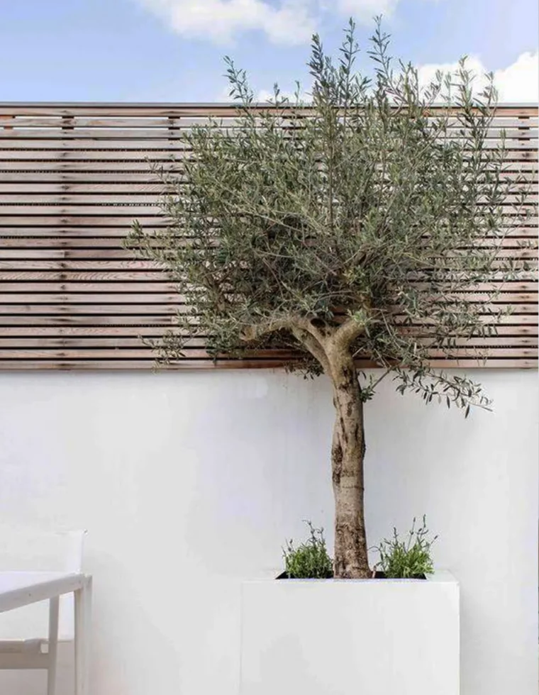 olivenbaum auf dem balkon in weißem pflanzkübel symbol des mittelmeers
