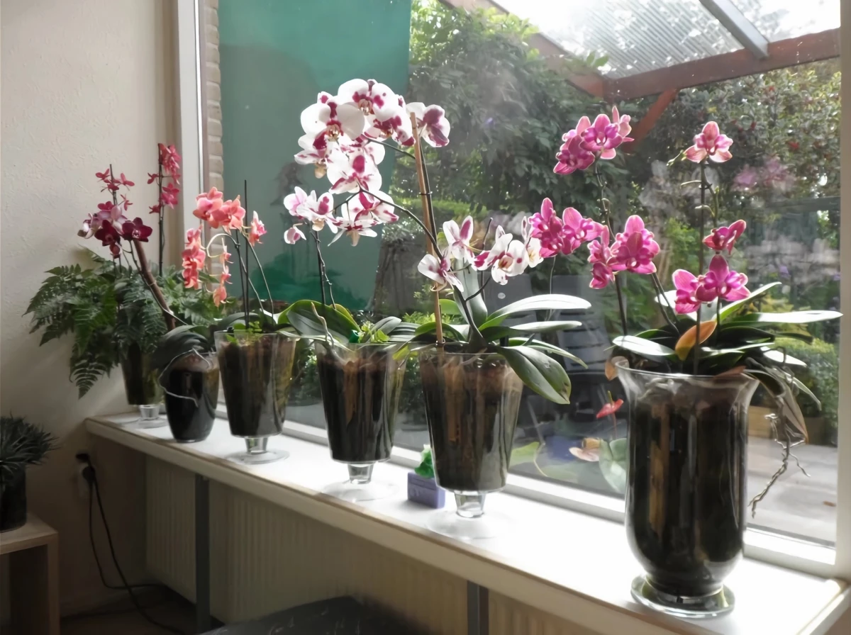 orchideen in glas ohne erde
