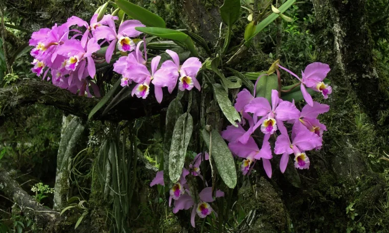 orchideen in natuerlichem habitat