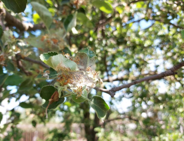 pests on the apple tree cobwebs and caterpillars on branches and leaves free photo (1)