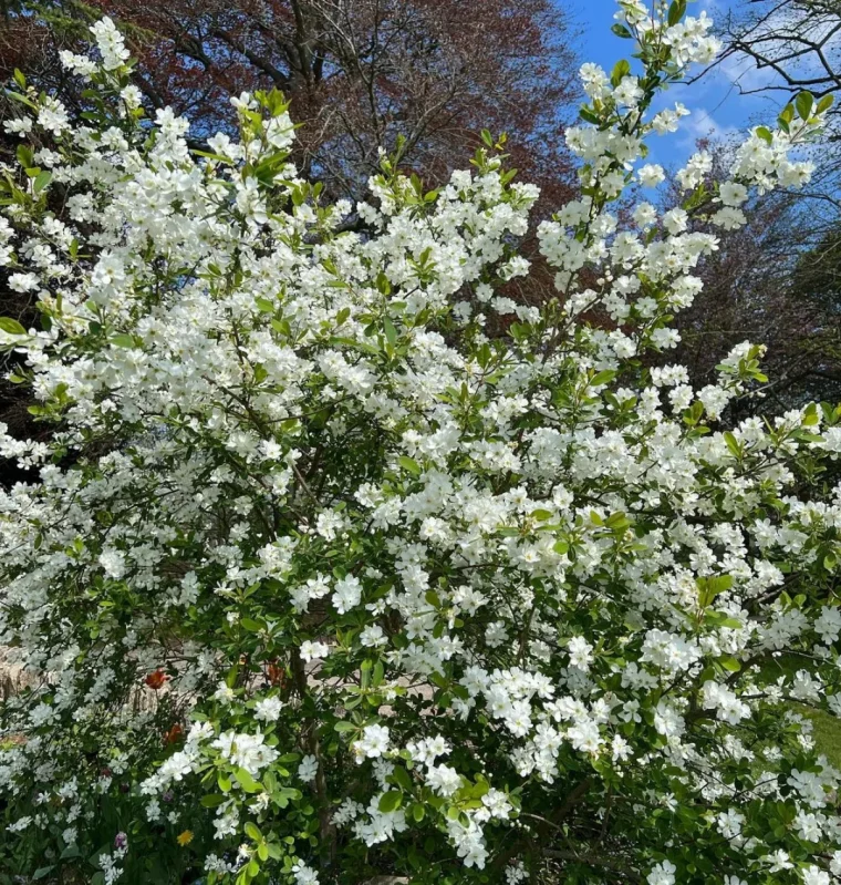 prunkspiere strauch schneeweiße blüten blütenmeer