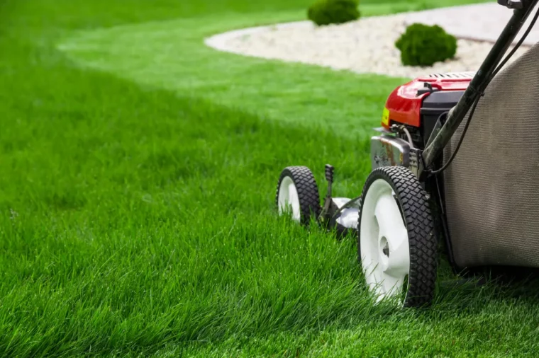 rasen regelmäßig mähnen damit gras gesund bleibt
