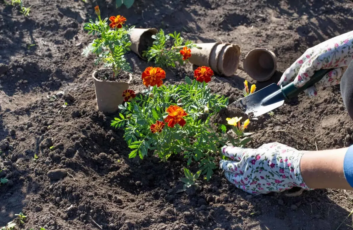 ringelblume anbauen an sonnigen stellen üppig blühen