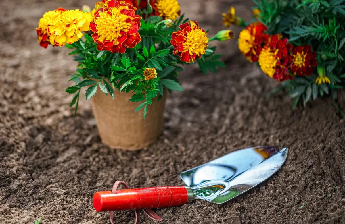 ringelblume anbauen pflegeleichte blume garten gelb rote blüten