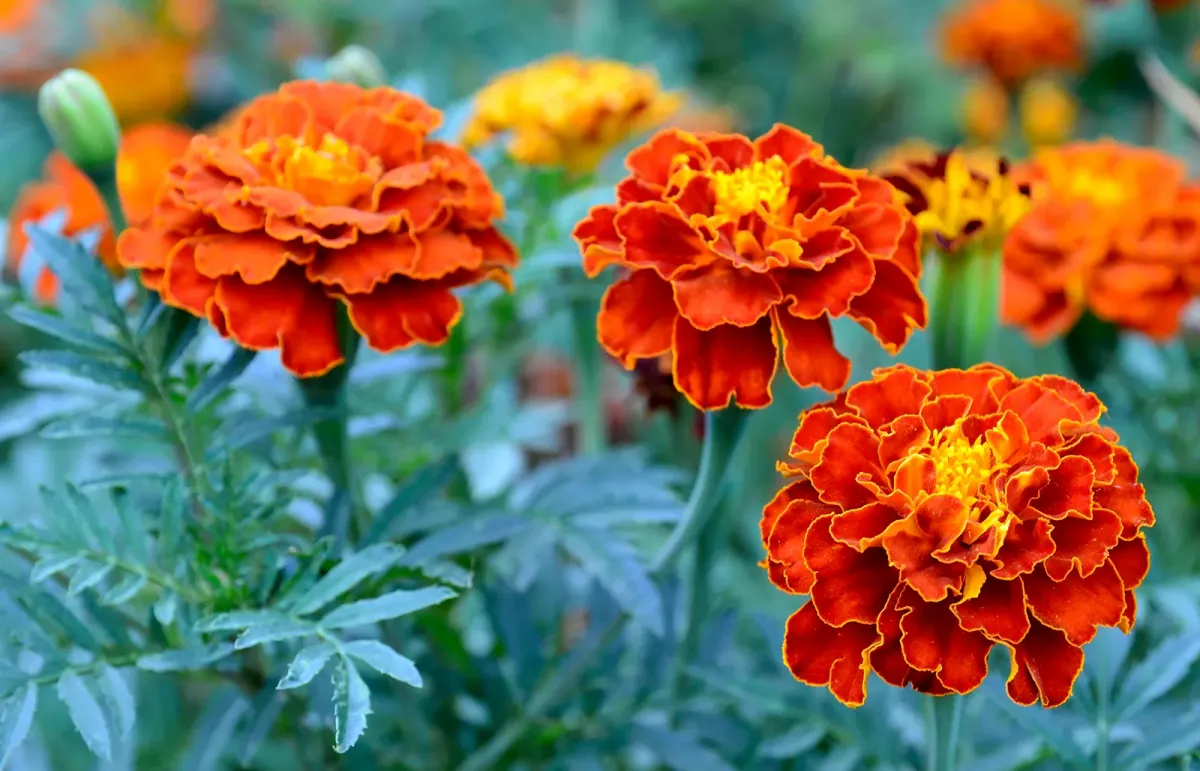 ringelblume anbauen und pflegen blumen für sonnigen standort