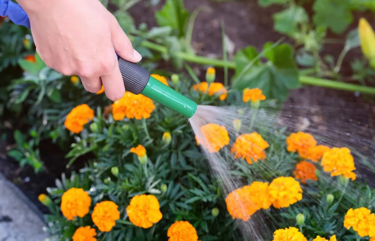 ringelblumen pflegen im sommer abend gießen