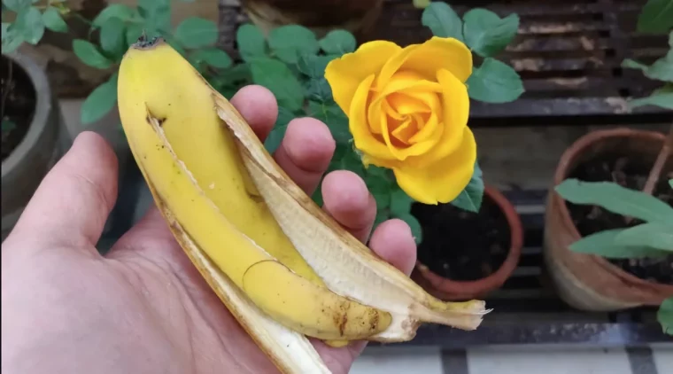rosen aus banane ziehen und vermehren