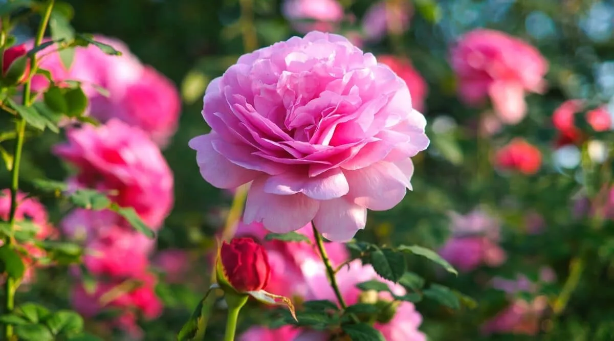 rosen im garten pflegen rosafarbene blüten