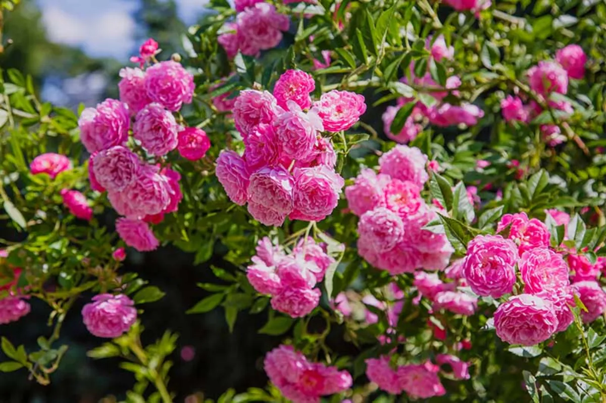 rosenstrauch blütenmeer rosafarbene blüten rosen richtig pflegen