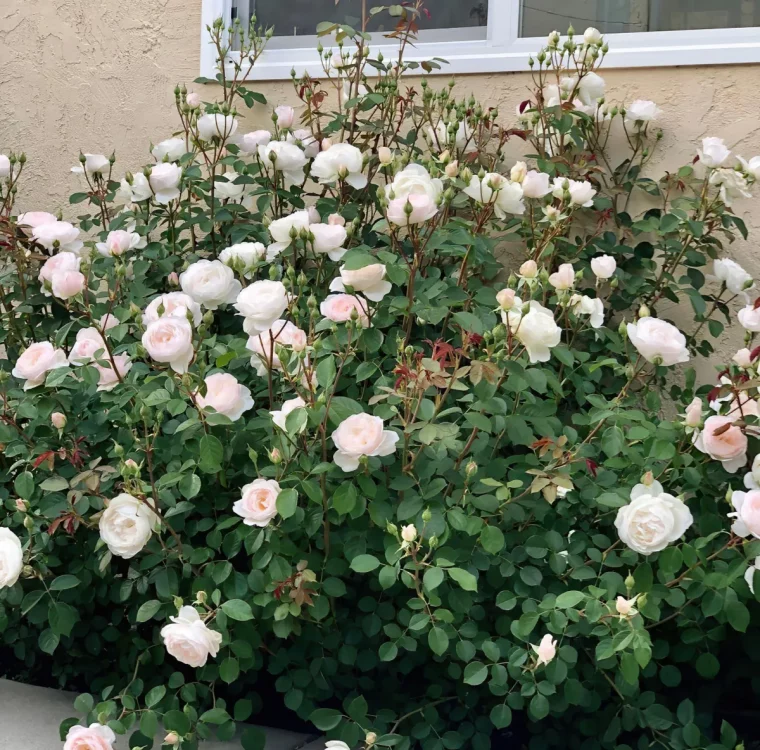 rosenstrauch weiße blüten rosen pflegen